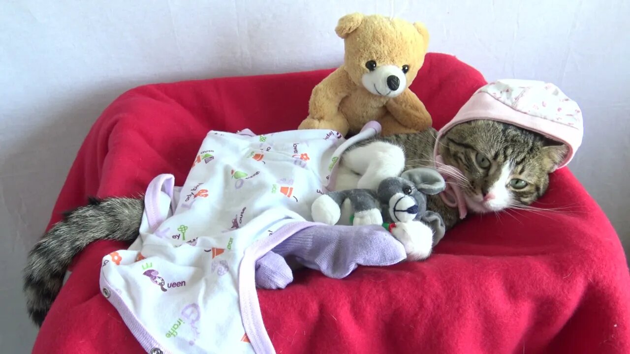 Sweet Cat Likes Clothing