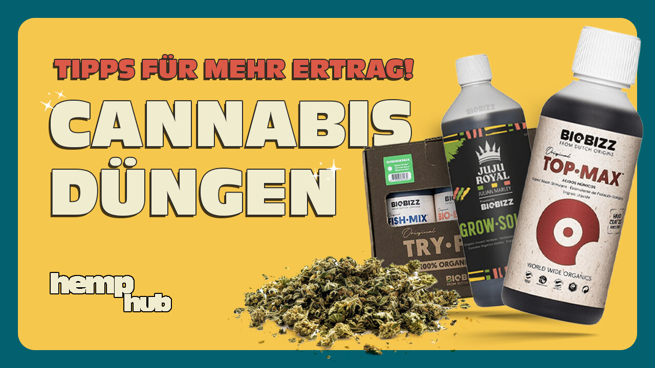 Cannabis düngen 🥦 Unglaubliche Tipps für mehr Ertrag!