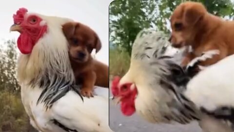 pup takes a walk with his best friend chicken