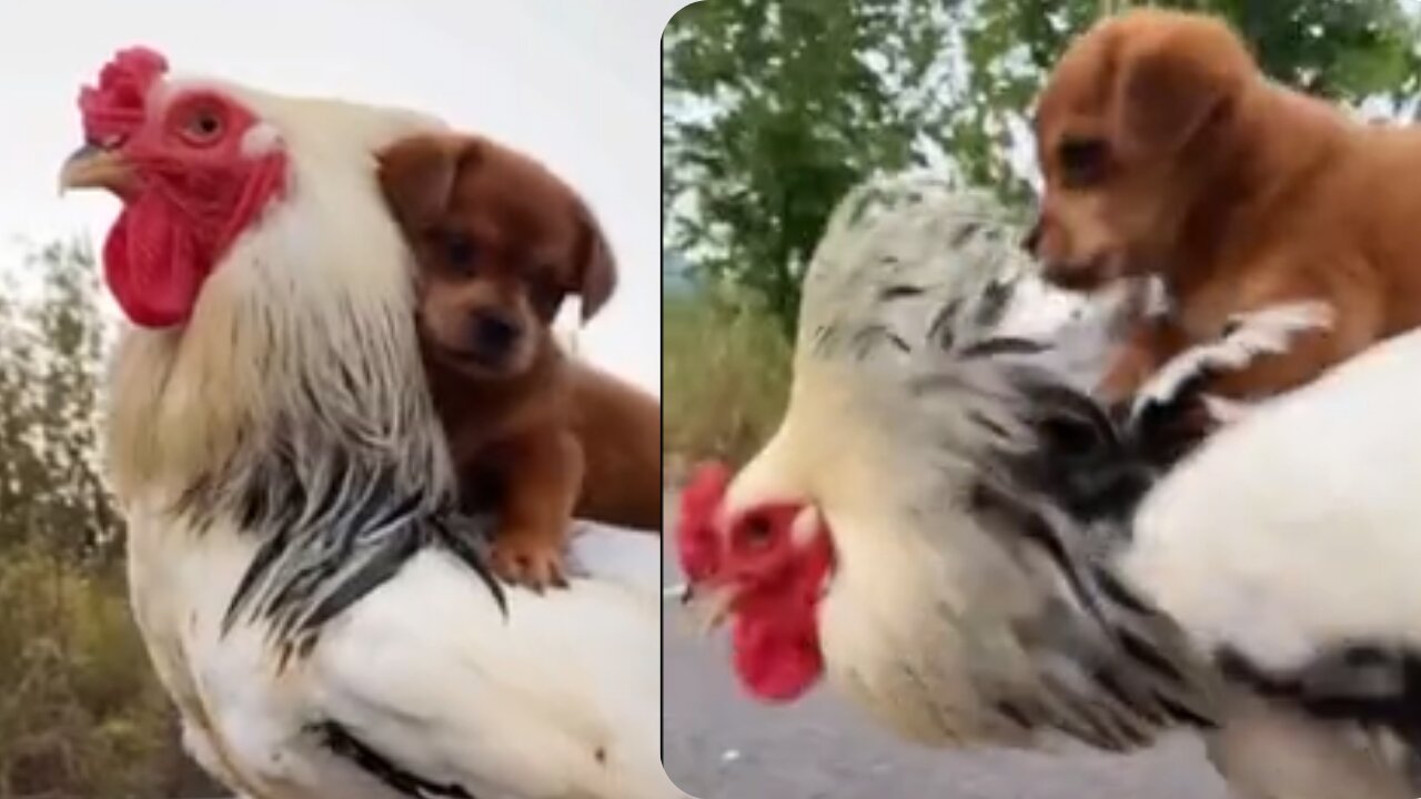 pup takes a walk with his best friend chicken