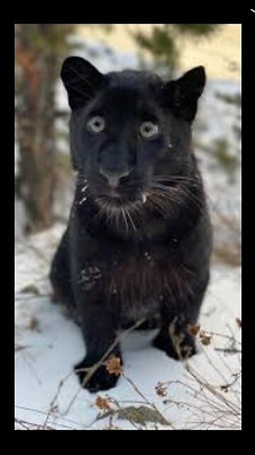 Daily Happy Video (2) - A CAT IS A CAT, NO MATTER ITS SIZE!! ;)