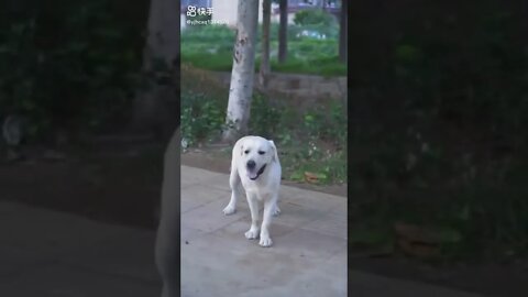 A dog save a blind man