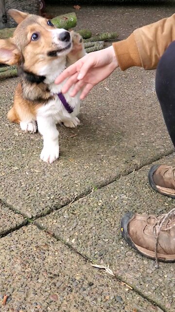 Cute Puppy Corgy Antics #1