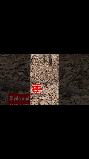 Love walking in nature. #nature #woods #snake #walk #dog #morning