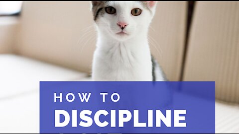 How to Discipline Your Cat