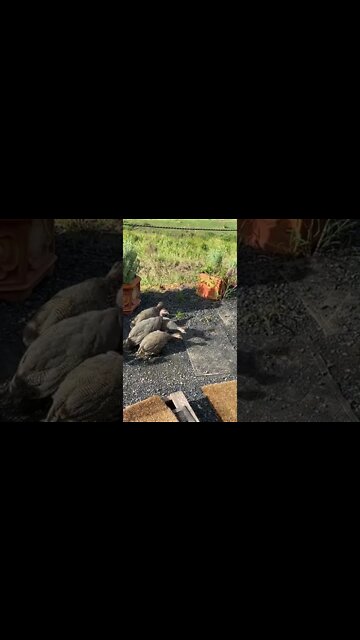 11 week old Guinea fowl keets bravely exploring