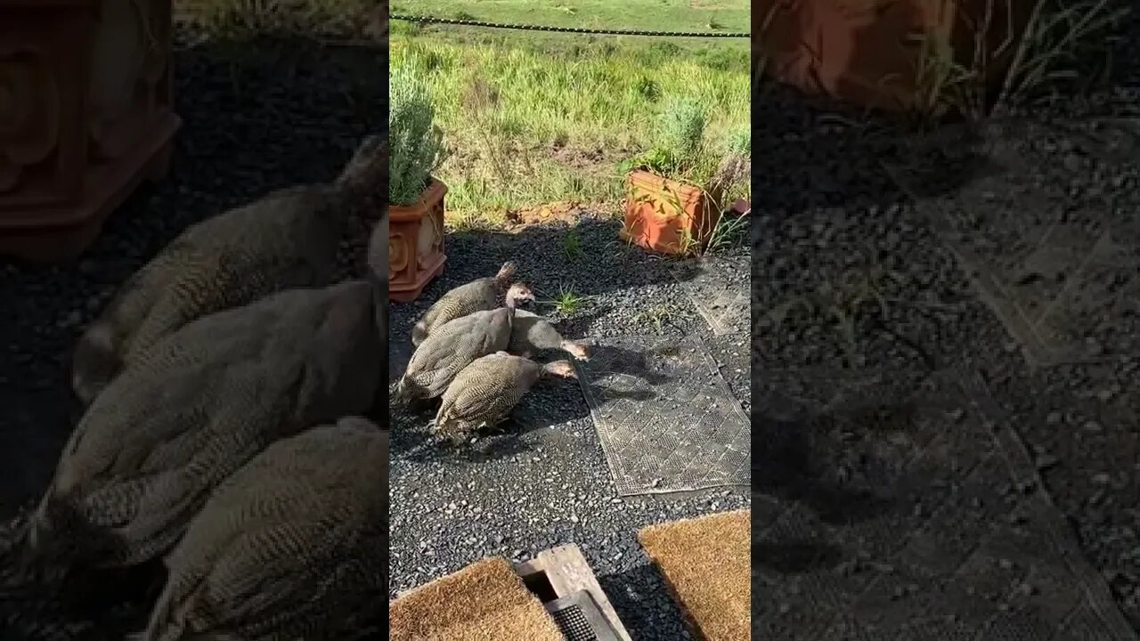 11 week old Guinea fowl keets bravely exploring