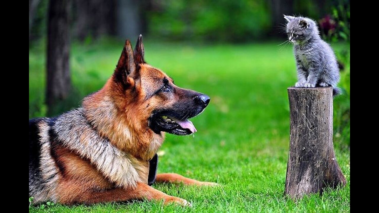 Cute And Funny Pets | Try Not To Laugh To These Pets | funny cats