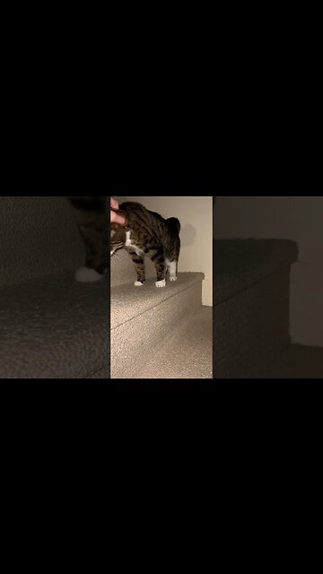 Cute Cat on Stairs 🐈‍⬛