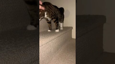 Cute Cat on Stairs 🐈‍⬛