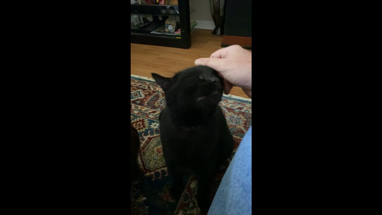 Pantera wants the skritches.