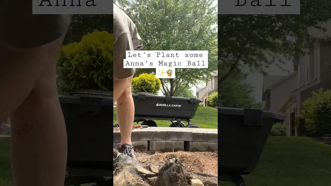 These Anna’s Magic Ball are everything 🫶🏻😍 #gardeningideas #landscaping