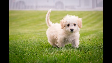 Puppy Learning and Performing Training | Dog Showing All Training Skills