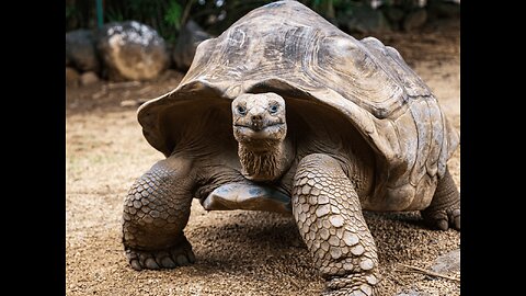 The World's Oldest Still Living Land Creature ! He's Awesome !