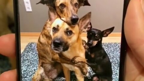 dogs taking pictures together