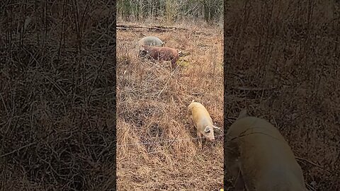 Pigs and Blackberry Bushes @UncleTimsFarm #kärnəvór