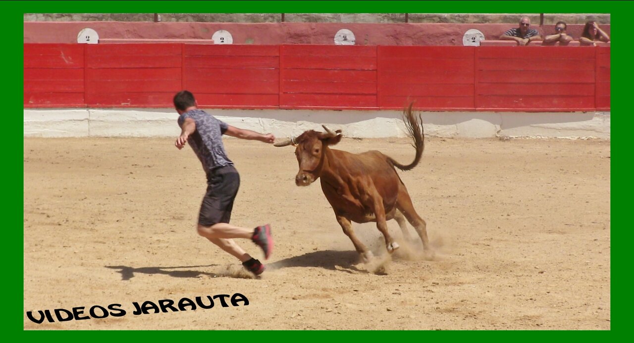 CORELLA ( NAVARRA ) MATINAL VACAS PLAZA ( SABADO 2 JULIO 2022 ) JUAN JOSE LAPARTE