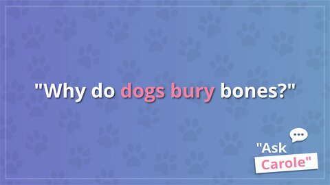 Why do dogs bury bones?