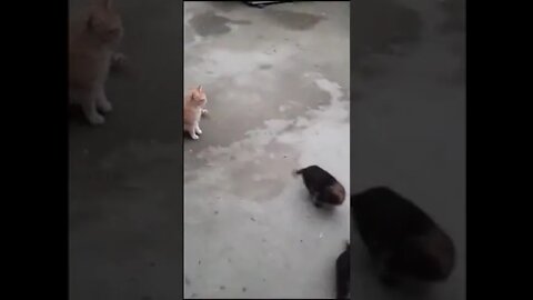 Puppies And Cat Playing