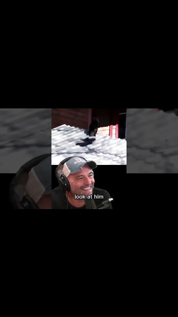 Crow vs Cats video - Joe Rogan's favorite video on the internet with Ryan Sickler