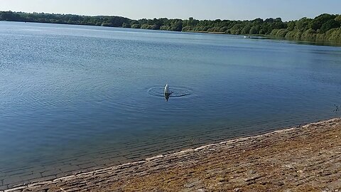 Ducks, Swans & Geese at Ravensthorpe Resevoir, & a Look at the Anglian Water Facility