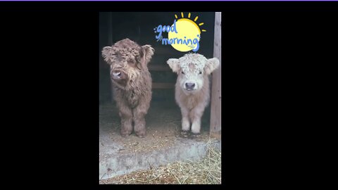 #goodmorning #cutecalf #calflove #cutebabyvoice