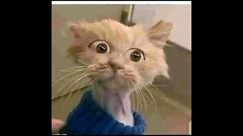 Funny animal videos