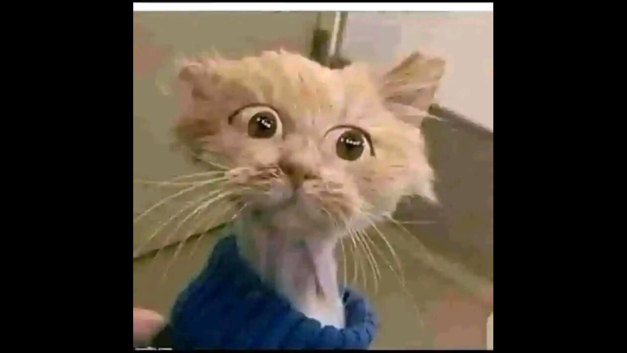Funny animal videos