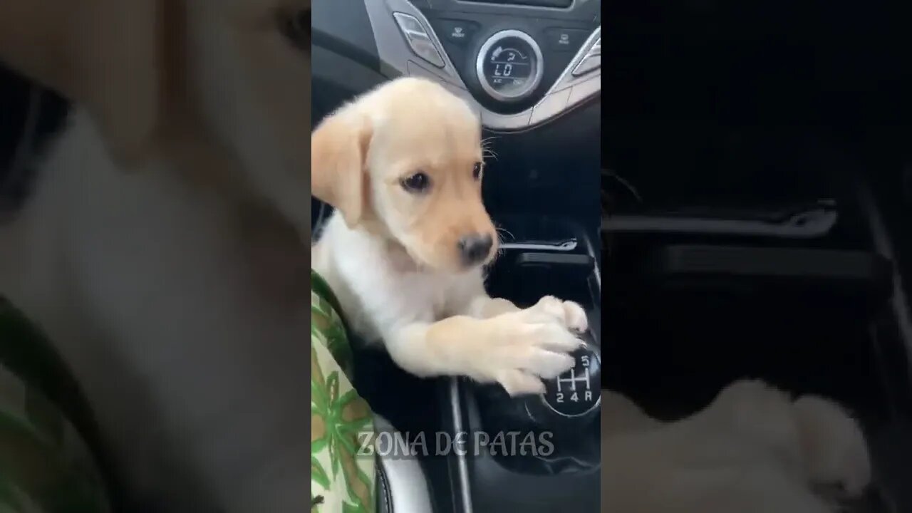 GUDUGOOOOOO