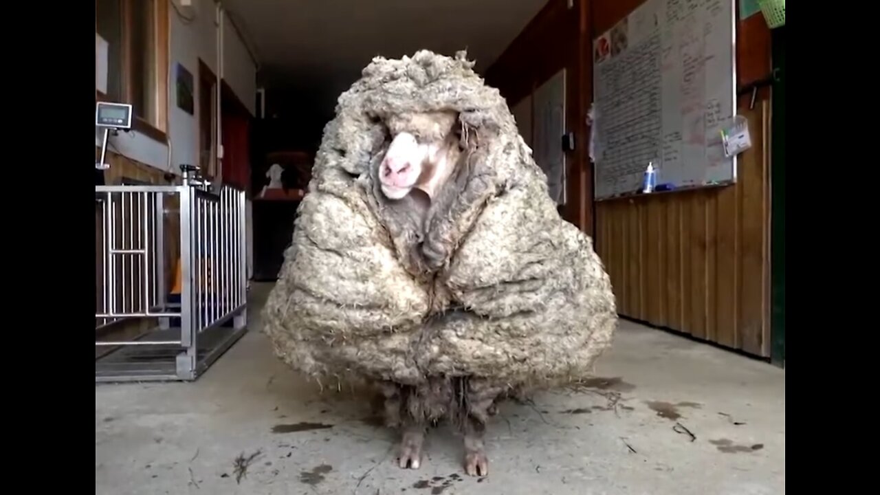 Most Amazing Transformation Sheep Covered In 77 Pounds (35kg) Of Wool Makes