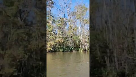 Honey Island Swamp Tour