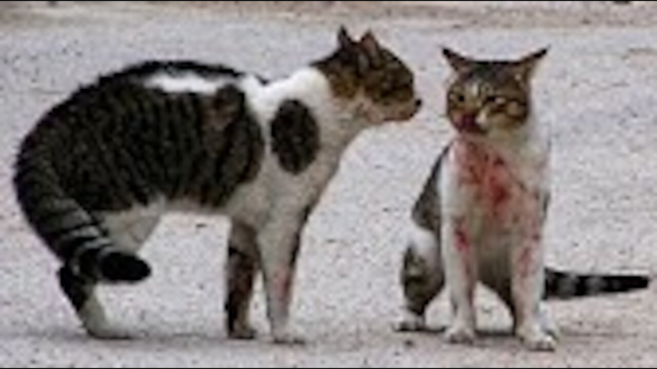 Two Mature Cats Fighting to The Death