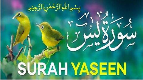 Surah Yasin best voice Quran recitation // سورۃ یٰس // Qari Shahid Mahmood Qadri