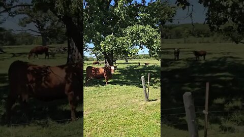 Cows at the Farm 🚜🐂🐄