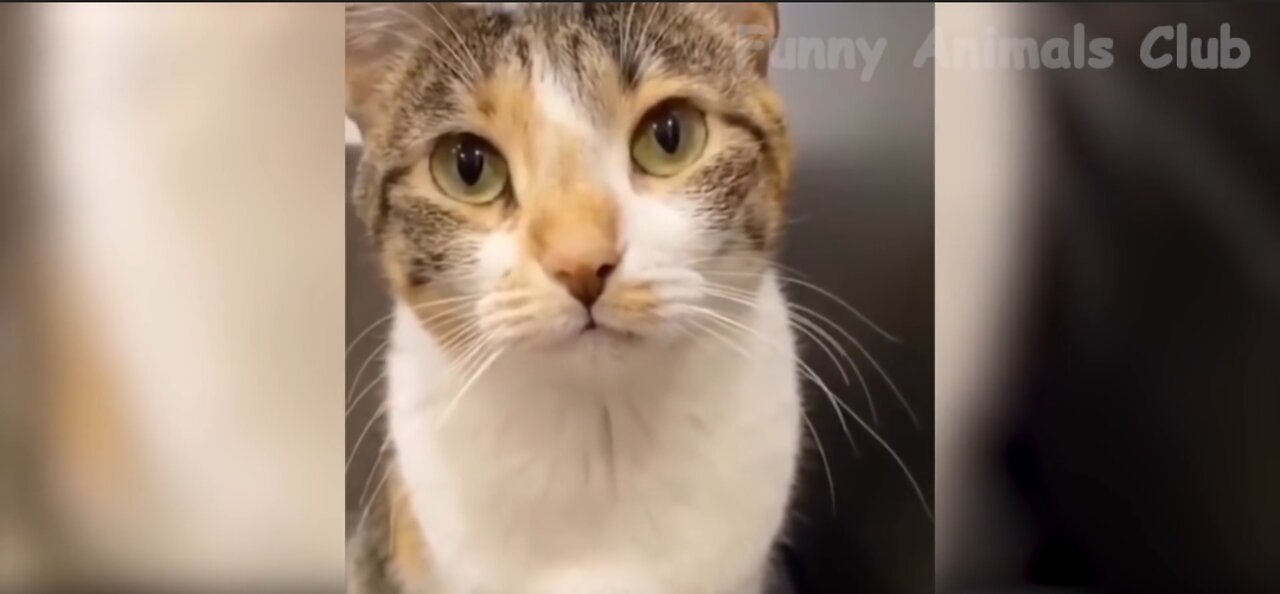 Funny Animals Video ! Best Crazy Cats Videos
