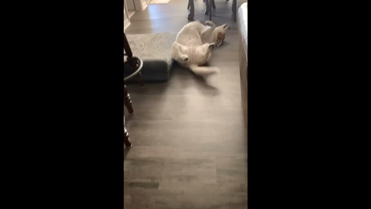 Happy Dog Or Just A Happy Happy Dog !