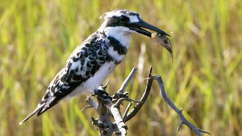 Kingfisher's Epic Dive to Catch Prey | Seasonal Wonderlands | BBC Earth