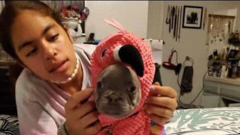 Emocionante: Menina reencontra cachorrinho desaparecido