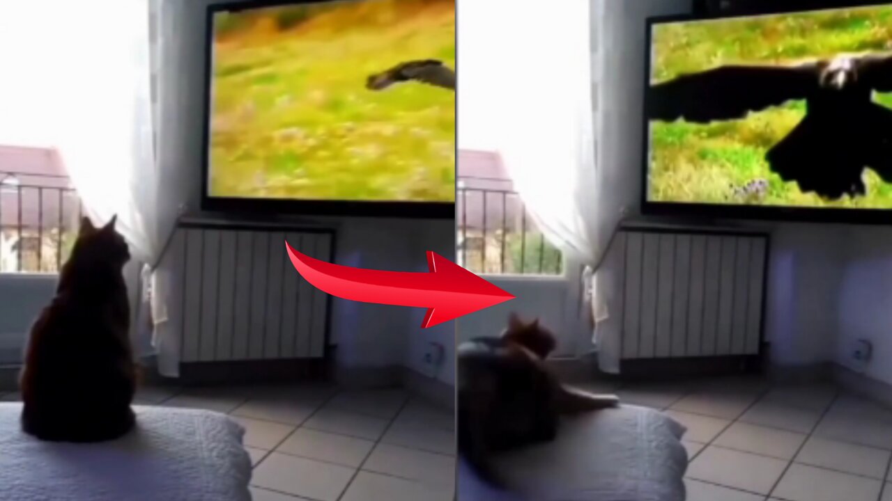 cat sweats after seeing the flying eagle in the tv