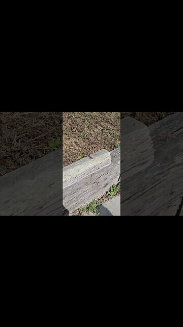 There's a little lizard! 🦎 #lizard #wildlife #reptiles #song #cuteanimals #vancouverisland #cute