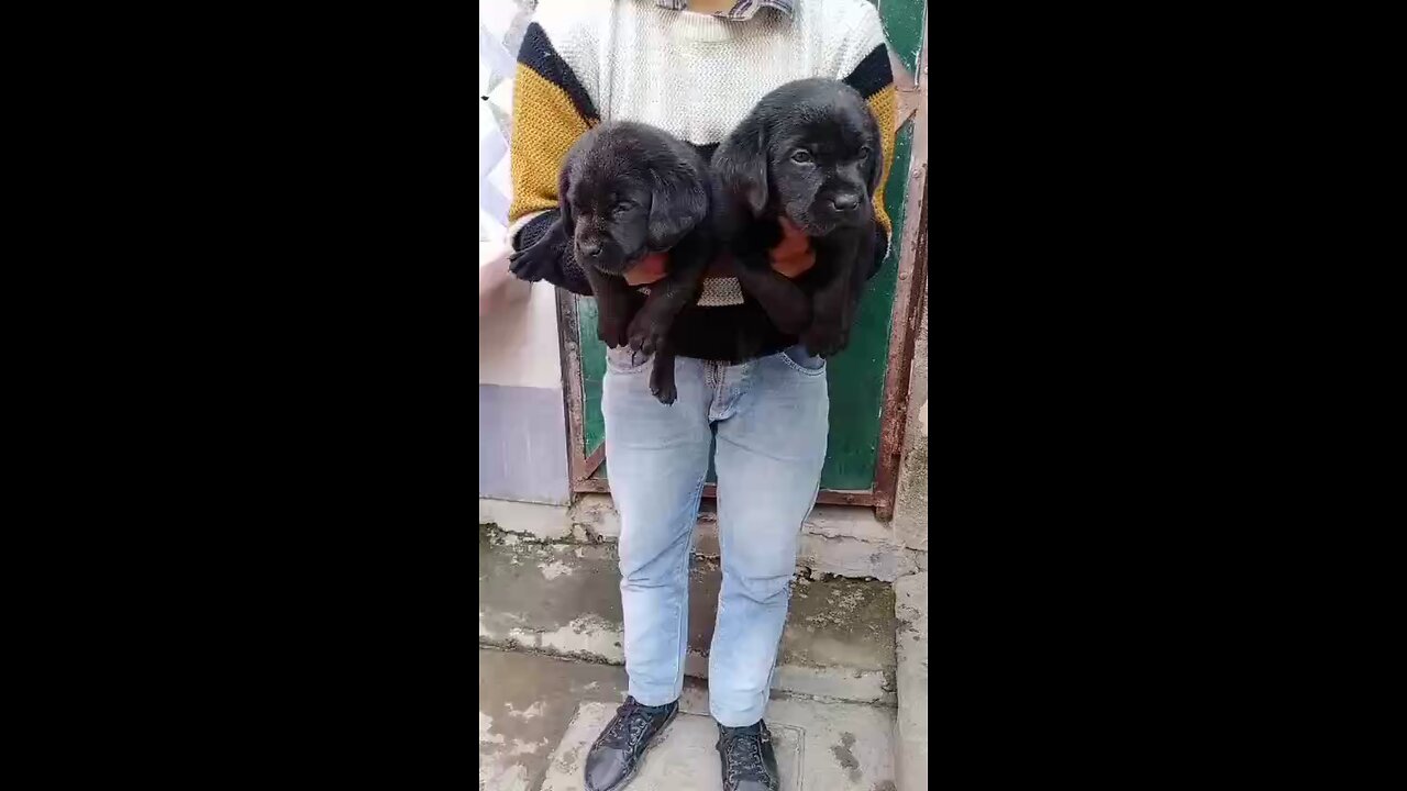 Labrador puppy for sale