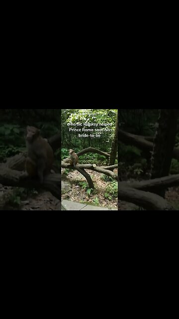 Thailand and monkeys