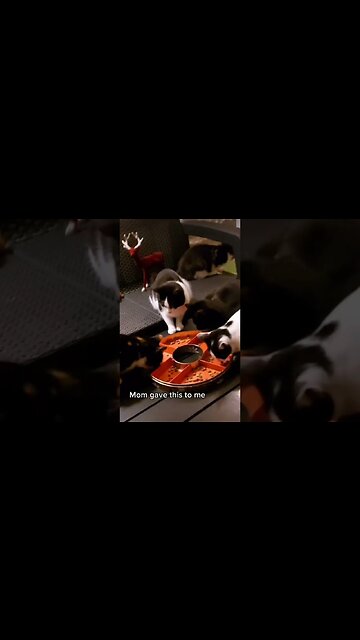 Cat: Mom gave this to me #cat #funny