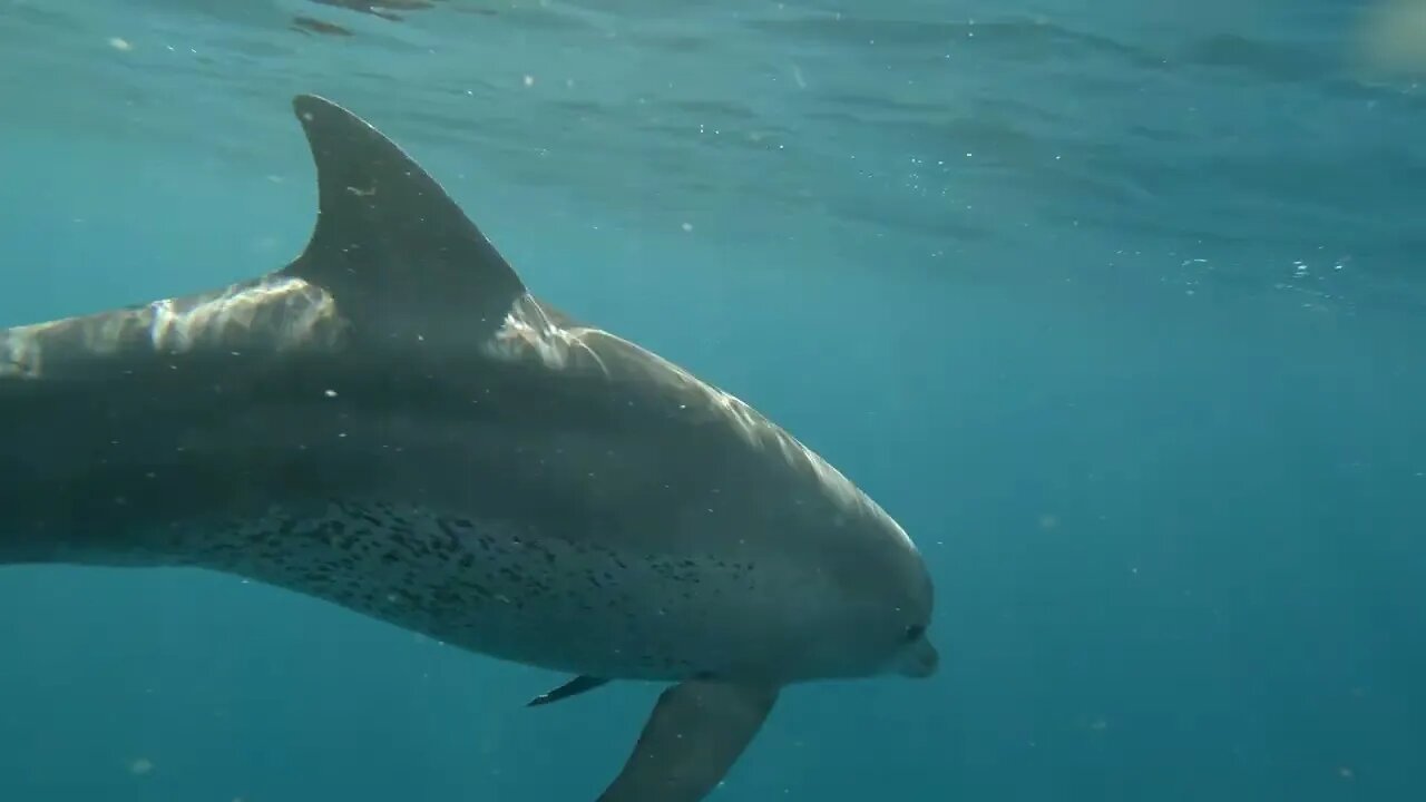 Snorkelling with wild Dolphins Ponta do Ouro, Mozambique