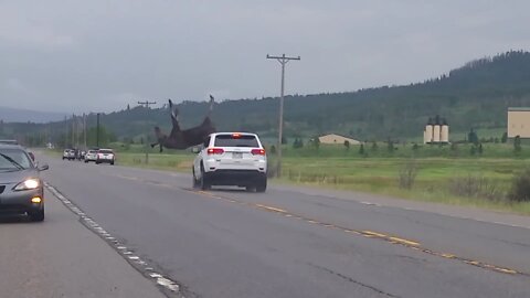 Jeep hits Moose backflips!