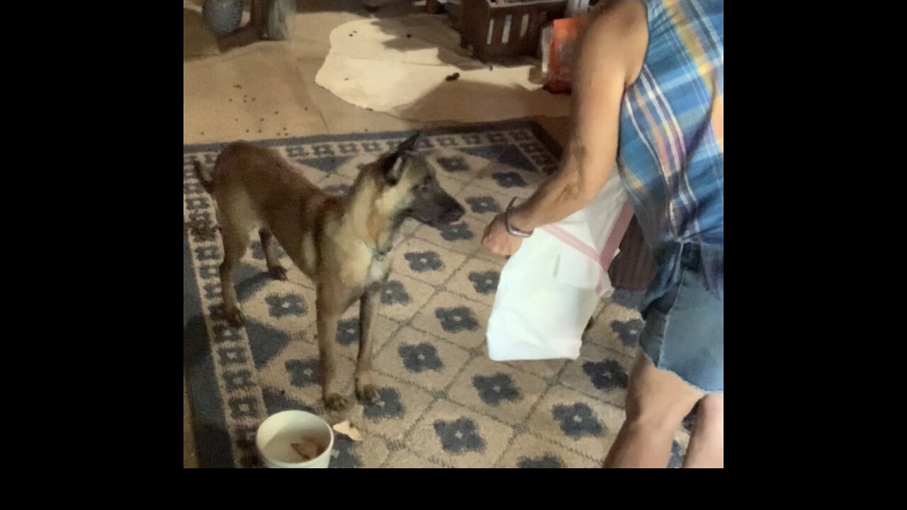 Helping fearful dog with her plastic bag phobia