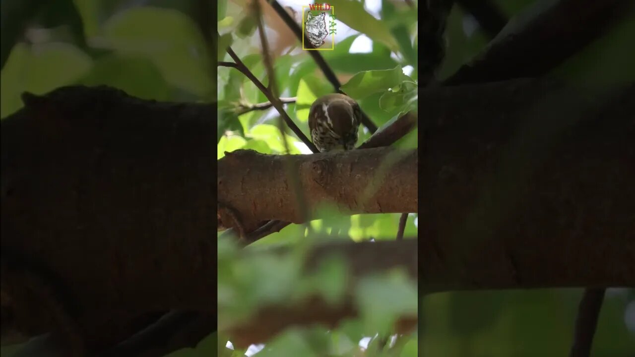 Speckled Piculet | Smallest woodpecker of Pakistan. #woodpecker #wildpak #conservation #awareness