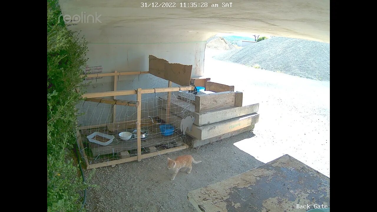 Kittens follow mother ginger but no food