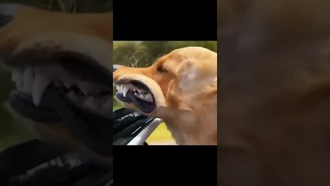 Very funny animals #shortsvideo