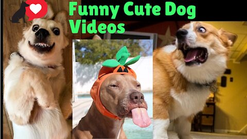 🤣Top 10 Funny Dog Videos 🤣 🐶 Try not to LAUGH with Dog's life | Tik tok Funny Dog Videos On TIktok